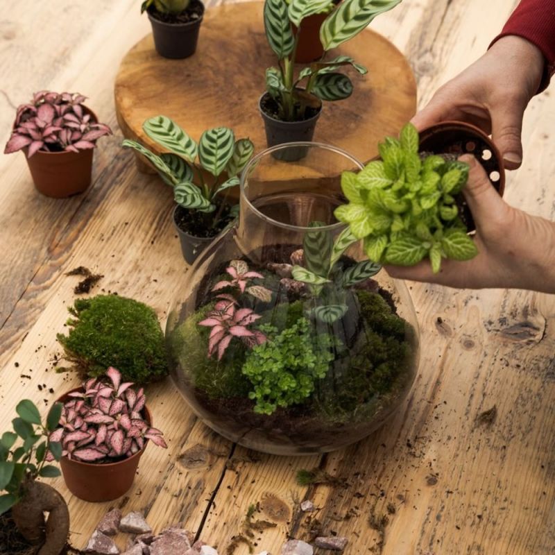 Wardians® Ecosystem - Erlenmeyer large + LED, In giftbox - Afbeelding 2