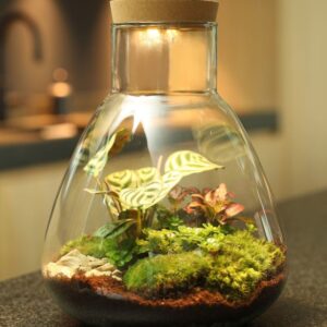 Wardians_Logo Wardians® Ecosystem - Erlenmeyer large + LED, In giftbox